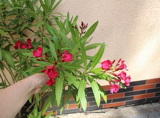 Lębork tonie w kwiatach: magia letniego zapachu?