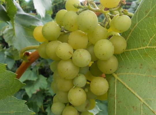 Smak życia jest dla ludzi, jak dojrzewające winogrona