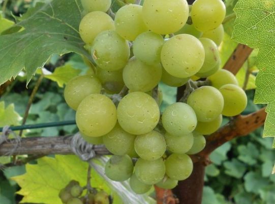 Smak życia jest dla ludzi, jak dojrzewające winogrona