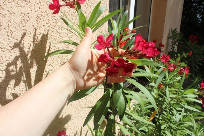 Lębork tonie w kwiatach: magia letniego zapachu?